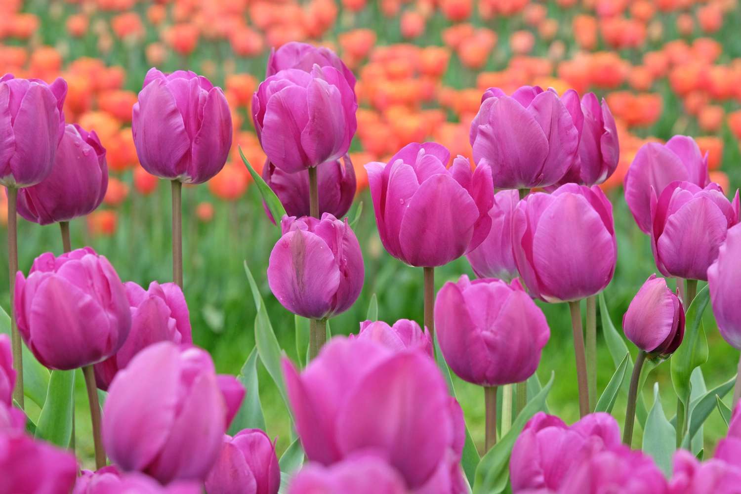Tulipe 'Negrita'